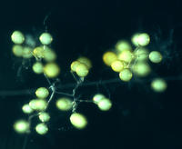 Culture in vitro du champignon mycorhizien Rhizophagus irregularis © Cirad, H. sanguin