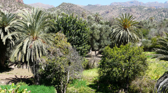 Caroubiers-oasis-Sud-Maroc