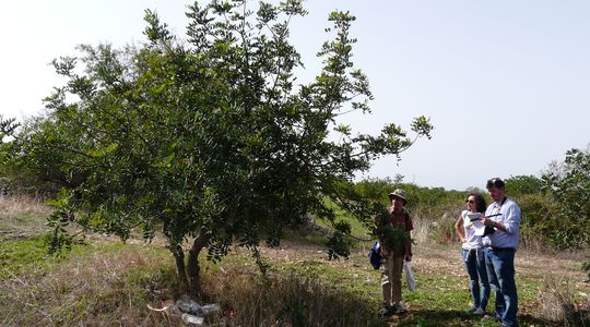 carob-orchard-sicily-2