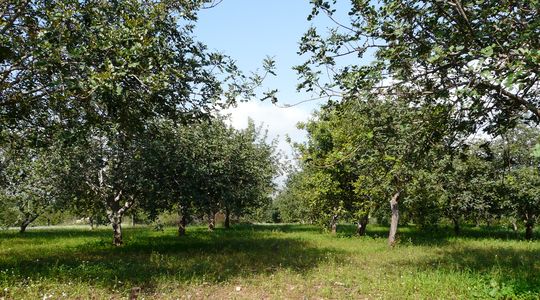 carob-orchard-sicily-3