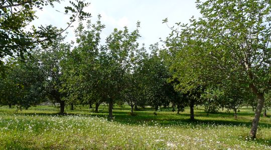 carob-orchard-sicily-4