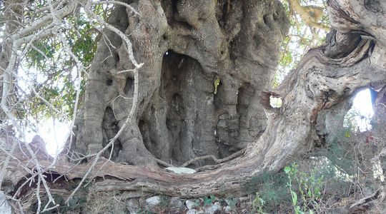 old-carob-trunk-sicily