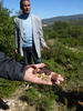 Caroubes provenant de populations naturelles de caroubier, sur les hauteur de Tabarka (Tunise)  © AMU, A. Baumel
