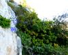 Flore (Campanula) et arbustes (Cistus, Rosmarinus, Euphorbia dendroïdes) associés au Caroubier sur le site "Grande Corniche" (Eze, Alpes-Maritimes, France) © AMU, A. Baumel