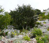 Carob tree and mediterranean shrubs in the "Mt Faron" site (FRTLN, Toulon, Var, France) © Cirad, H. Sanguin