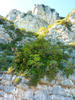 Ceratonia siliqua and Euphorbia dendroides association localized on cliffs in the "Grande corniche" site  (Eze, Alpes-Maritimes, France) © CNRS, M. Juin