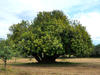 Ancient carob tree in Sicily © UniCt, S. La Malfa