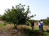 20 year-old carob orchard with multiple varieties (SIPAT, Ragusa, Sicily). Alex Baumel (left) and Stefano La Malfa (right) © Cirad, H. Sanguin