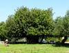Monumental "Cammaratini" carob tree in a private pasture land (SICAM, between Ragusa and Noto, Sicily). Alex Baumel © Cirad, H. Sanguin