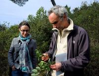 Carob leaf sampling with Katia Diadema (CBNM) and Alex Baumel (IMBE) on the "Col des 4 chemins" site (Nice, Alpes-Maritimes) © AMU, F. Médail