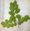 Carob leaf collected from the study site "Touet" (Touët de l'Escarène, France) © CNRS, M. Juin