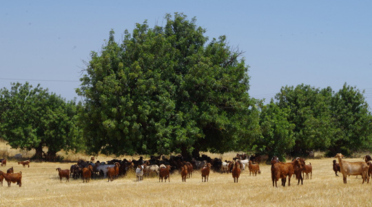 Carob-goat-pasture-Cyprus-Anogyra