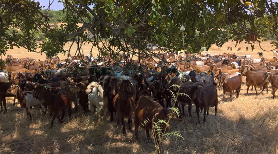 Carob-goat-pasture-Cyprus-Anogyra_2