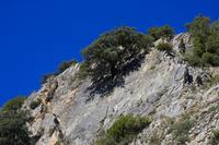 Carob tree growing on limestone cliff (Grazalema, Spain) © Cirad, Y. Prin