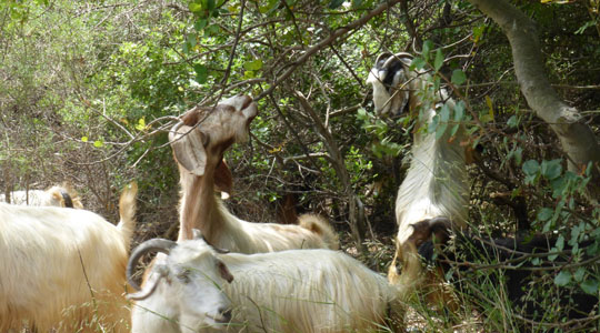 Goat-Enfe-Lebanon
