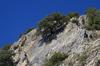 Carob on the cliff (ESGRA, Grazalema, Spain) © Cirad, Y. Prin