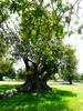 Carob orchard composed of monumental trees associated with pasture cover (SICAS, "Candelaro" between Ragusa and Noto, Sicily). Massimiliano Brugaletta © Cirad, H. Sanguin