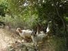 Goats eating carob leaves in an abandonned orchard (LIENF, Anfeh, Lebanon) © AMU, A. Baumel