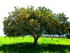 Système agroforestier traditionnel associant caroubier et orge dans la région d'Essaouira (Maroc) © Cirad, Y. Prin