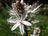 Fleurs d'Asphodelus ramosus en Corse © H. Sanguin